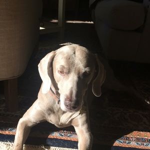 Meet your Posher, Carole